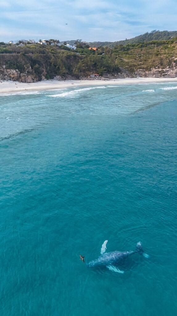 baleia-jubarte-arraial-do-cabo-574x1024 Temporada de baleias em Arraial do Cabo: quando ver e como funciona o passeio